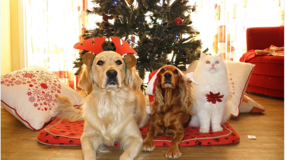 Perros y gatos sufren por igual en estas fechas. Es responsabilidad del dueño cuidar de su bienestar.