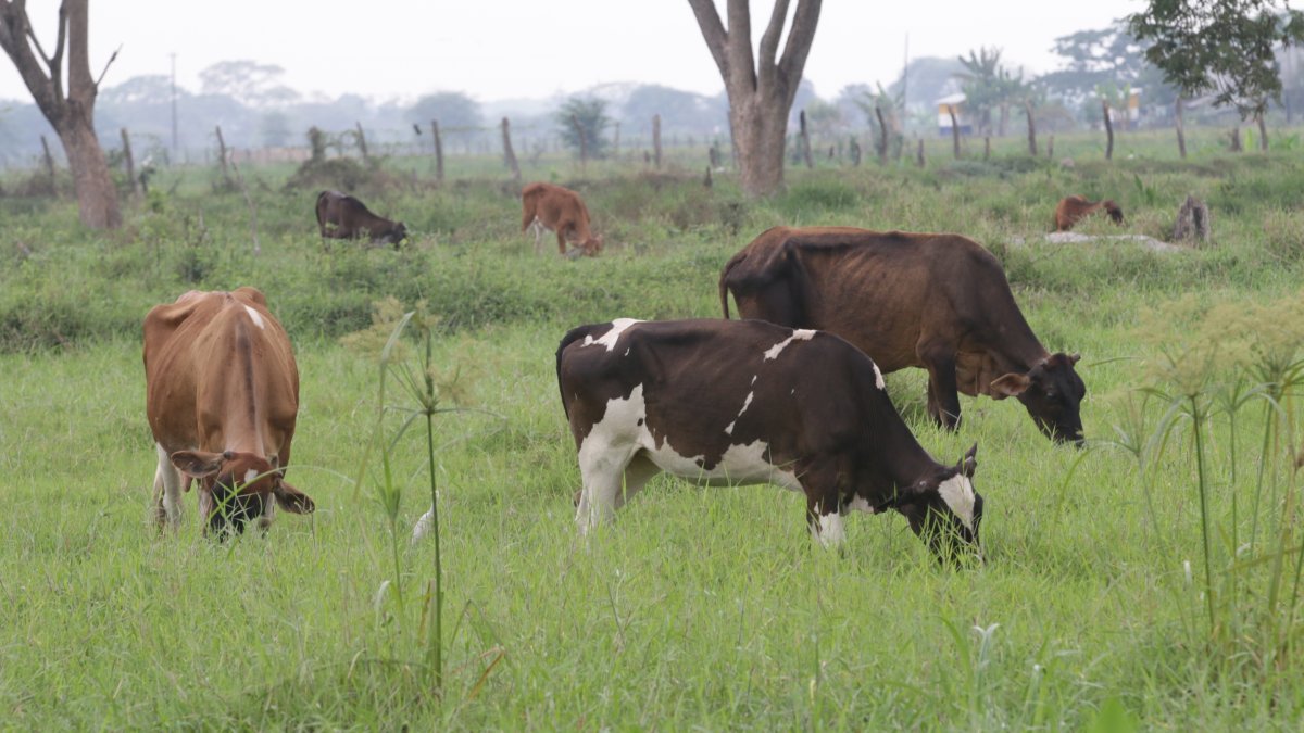 Hacienda. El ganado de Salitre como el resto del país está libre de la enfermedad de la Fiebre Aftosa y así quieren los ganaderos que sigan, sanas.