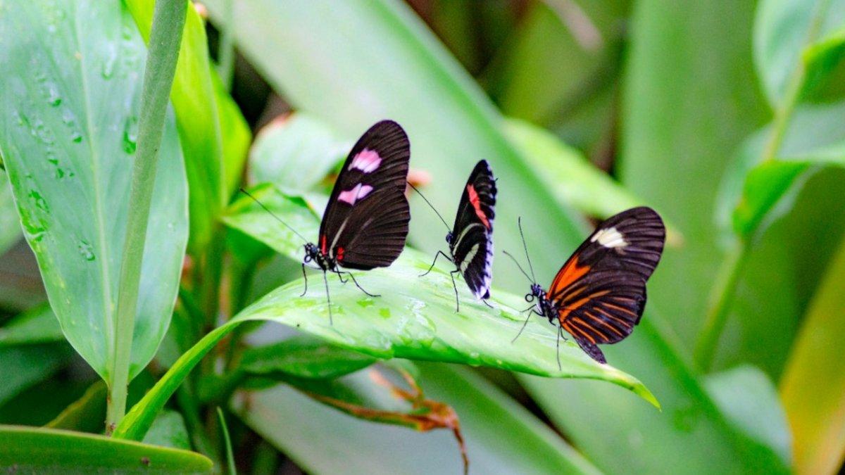 Quito se ha caracterizado por la presencia de varias especies de mariposas que ahora empiezan a escasear.