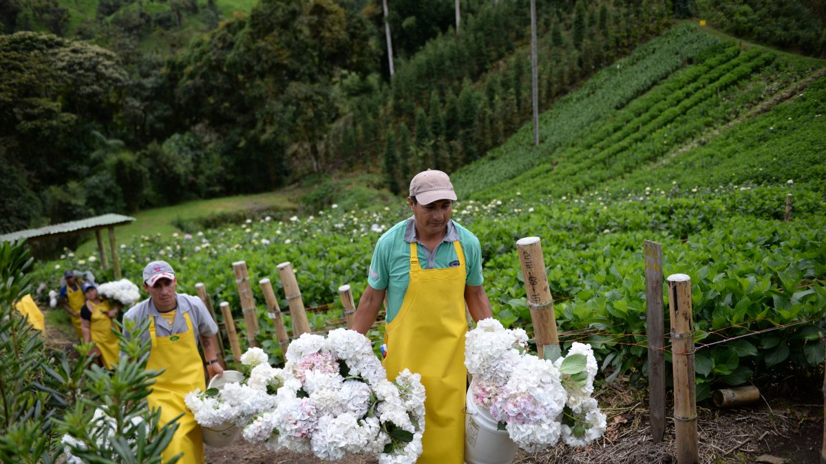 Sector.- Los productores de flores de Ecuador serían afectados por el conflicto entre Rusia y Ucrania.