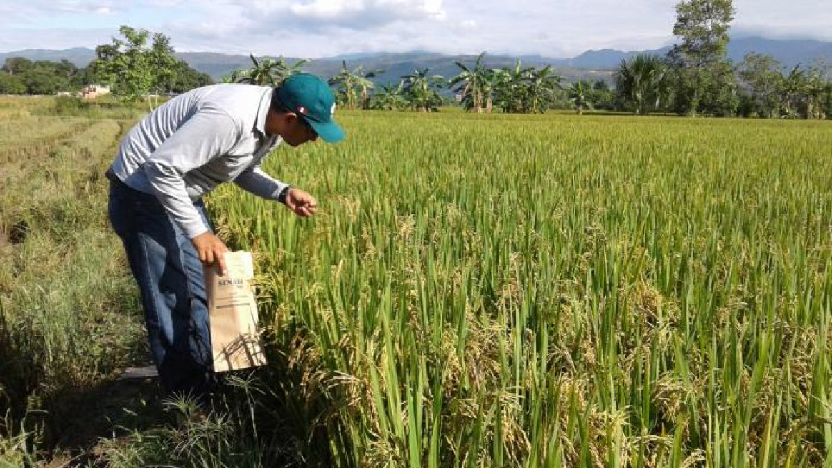 El primer sector en beneficiarse de los préstamos será el agrícola.