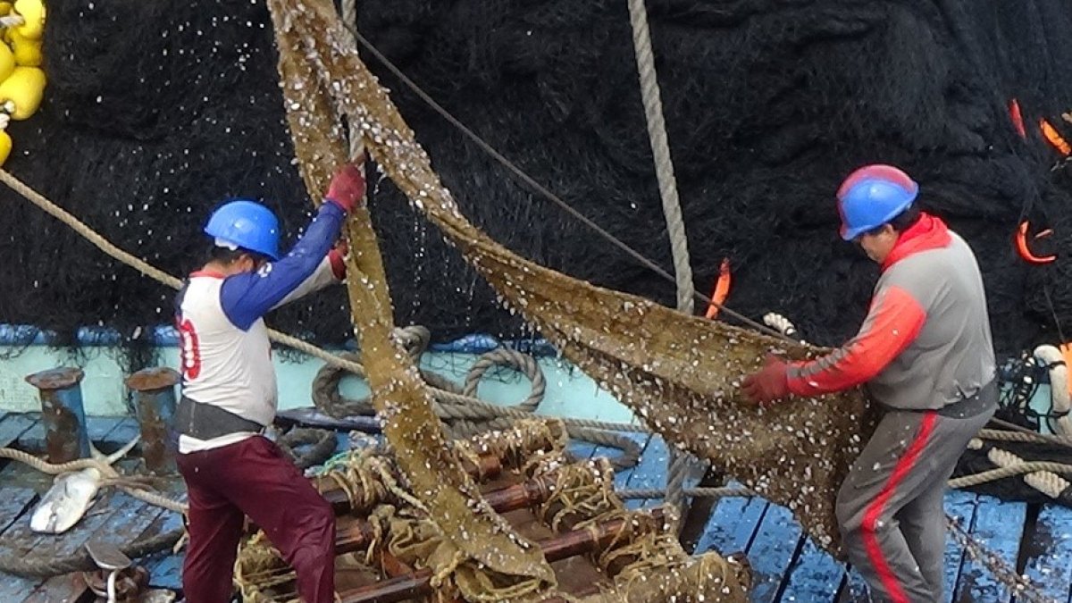 Estos plantados ecuatorianos son los únicos en el mundo de origen 100 % vegetal