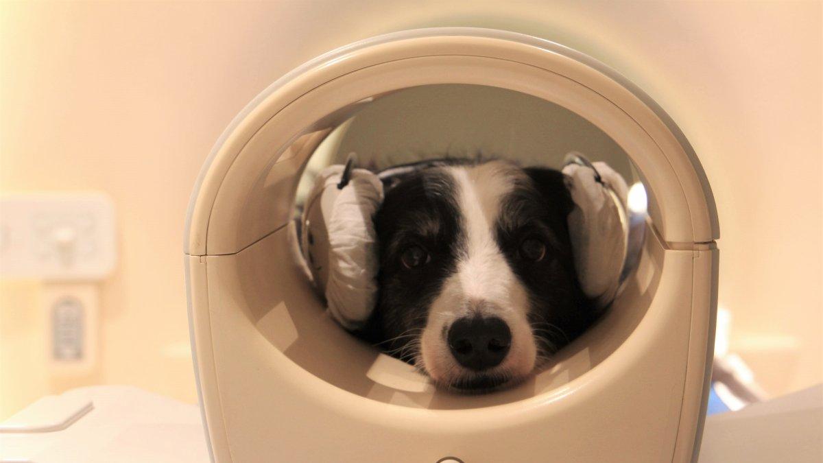 Imagen cedida de uno de los perros del estudio.