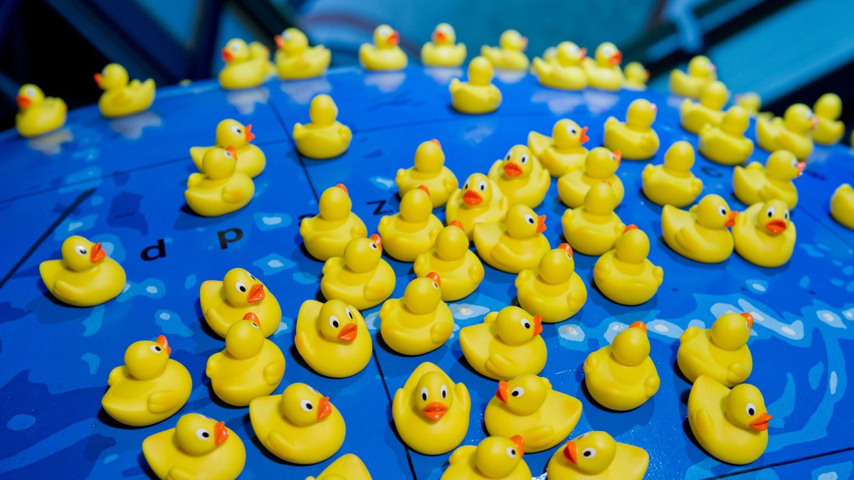 Unos 200 patos amarillos de goma son parte de la carga rescatada del accidente de un barco portacontenedores.