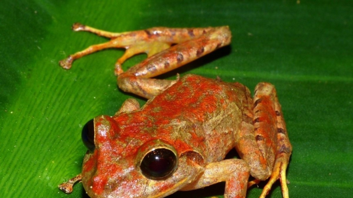 Fotografía cedida hoy por el Ministerio de Ambiente de Panamá que muestra un ejemplar de la rana de Greta Thunberg.