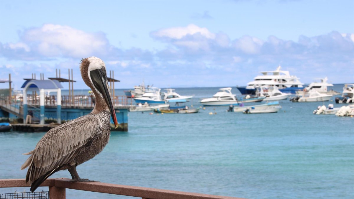 Fotografía de archivo de un pelícano café (Pelecanus occidentalis) mientras se posa sobre una barda en el malecón de la isla San Cristóbal Archipiélago Galápagos (Ecuador).
