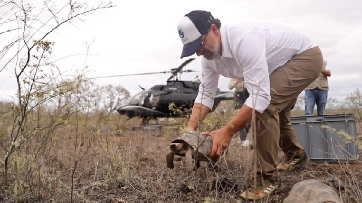 El ministro d Ambiente, Gustavo Manrique ayuda a una de las tortugas a volver a su hábitat.