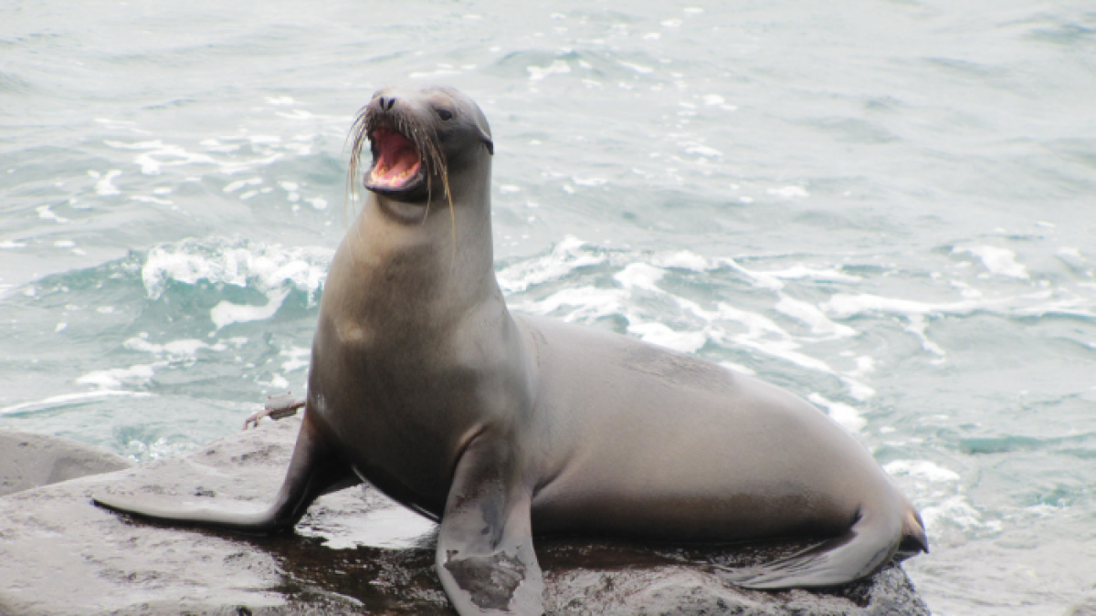 Ecuador oficializa su nueva reserva marina de Galápagos en cita internacional
