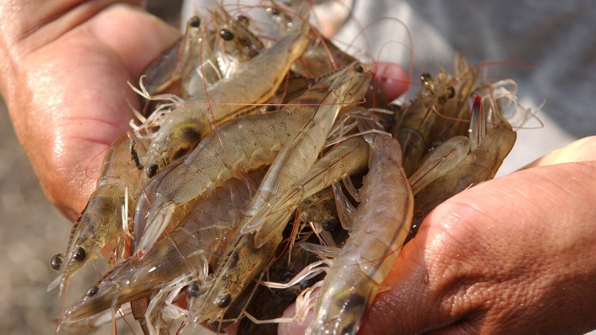 La producción de camarón en Ecuador crece sosteniblemente.