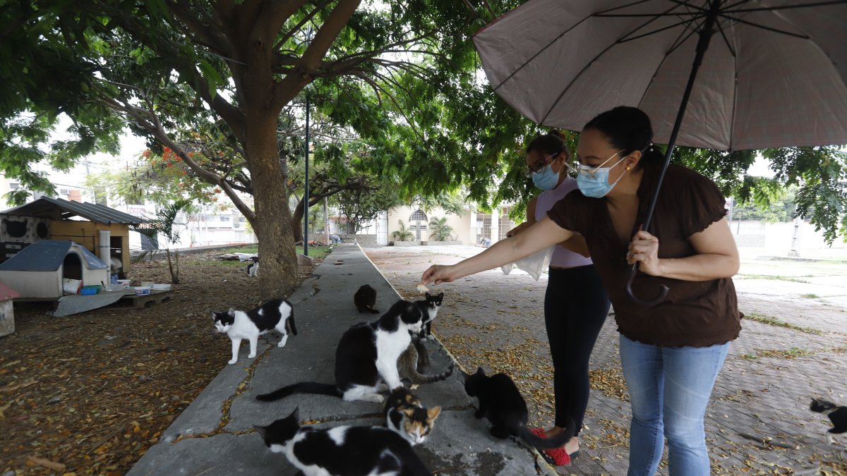 Algunas personas que pasan por el lugar se detienen a jugar con los gatitos.