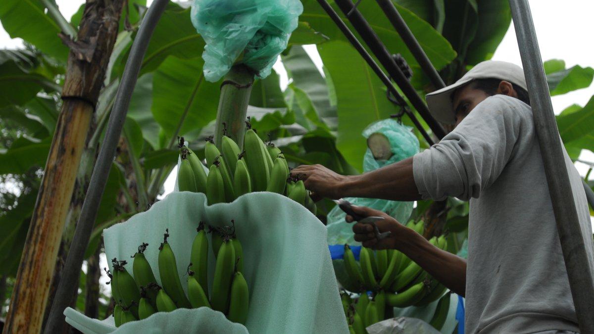 El uso.  Hay productos que tienen un efecto para varias plagas, que aplicados a los corbatines que protegen al banano, liberan el químico haciendo que los insectos mueran y caigan.