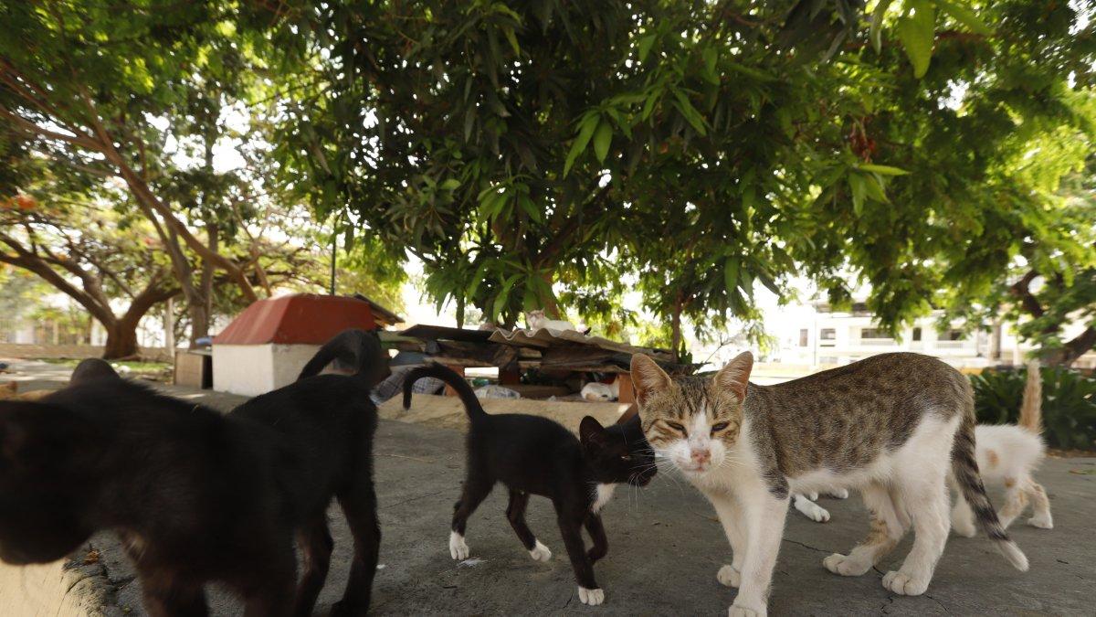 Los gatos callejeros fueron atendidos