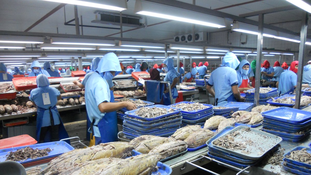 Ventas. El sector de enlatados de pescado registró un 12% más en ventas. 