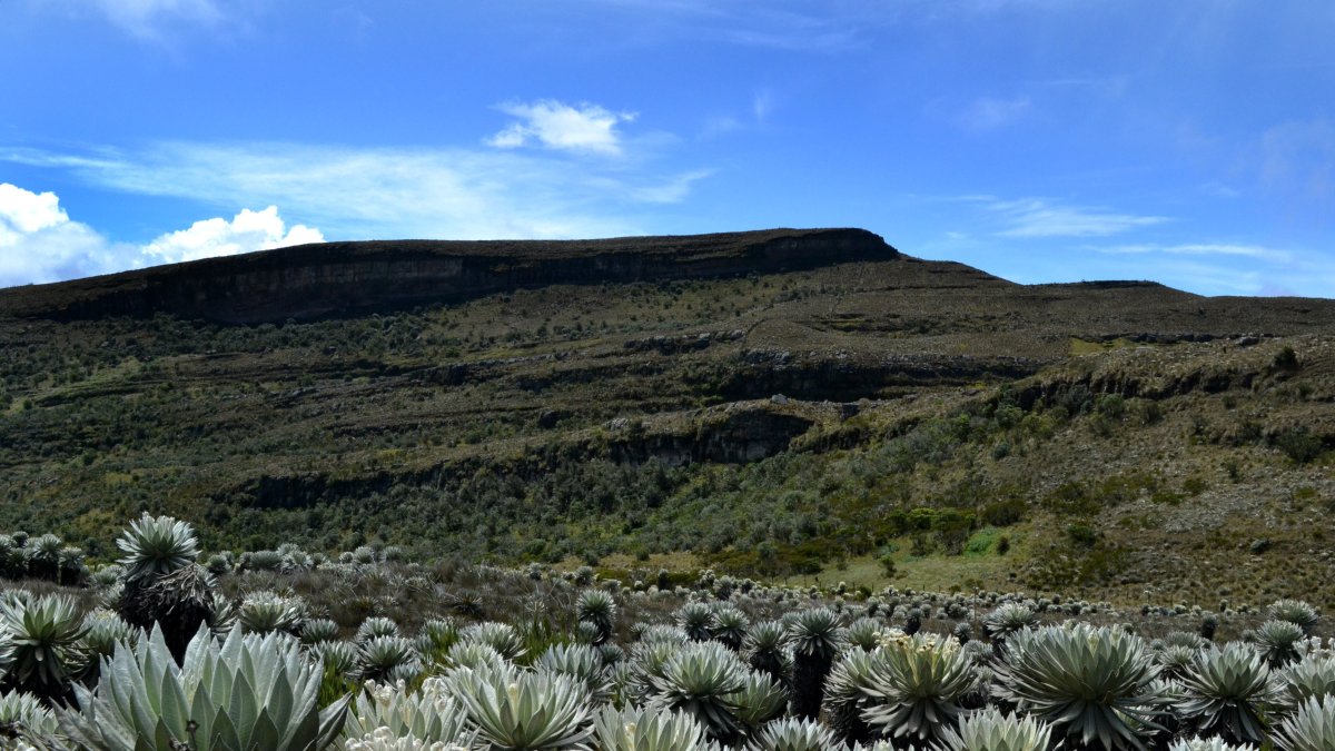Vista de frailejones en un páramo suramericano, en una fotografía de archivo.