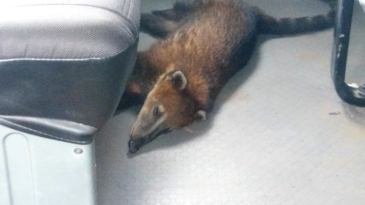 La especie. Quedó en custodia temporal de las autoridades.