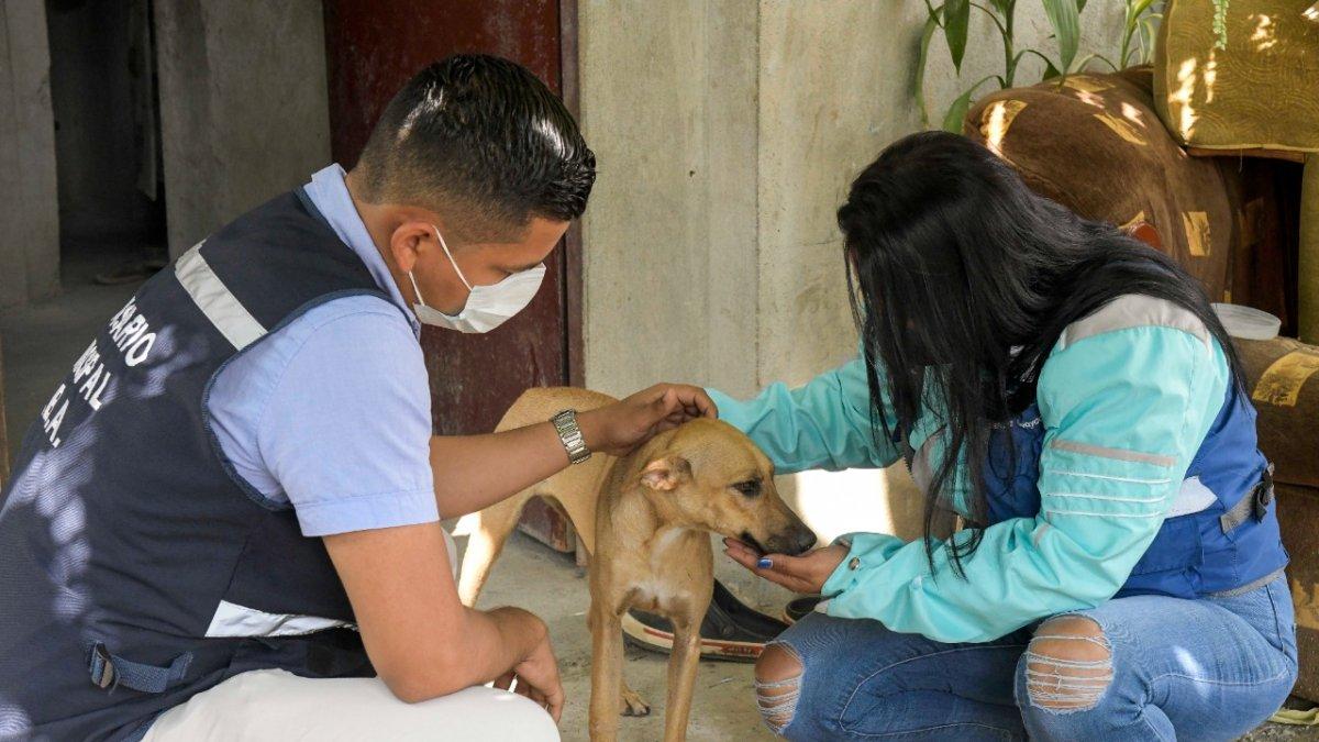 El momento en el que el animal es rescatado en Lomas de la Florida.