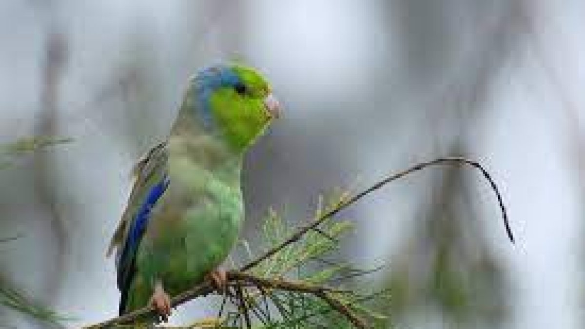 El periquito del Pacífico
