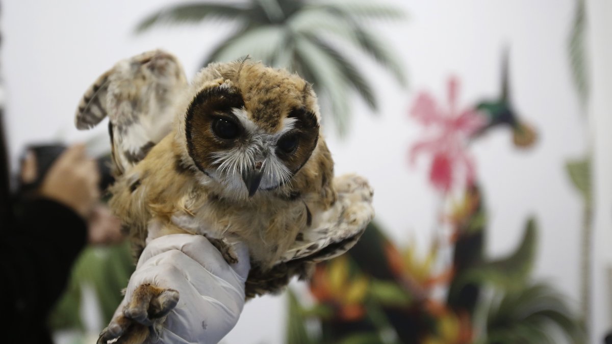 Un búho rayado (asio clamator) luego de una tomografía axial computarizada (TAC) hoy, en el Centro de Veterinaria y Zootecnia de la Universidad CES en Medellín (Colombia). 