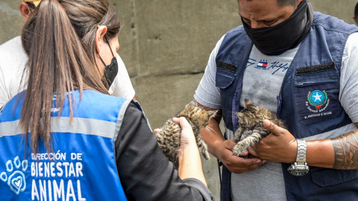 Los felinos hallados fueron rescatados y están en proceso de adopción.