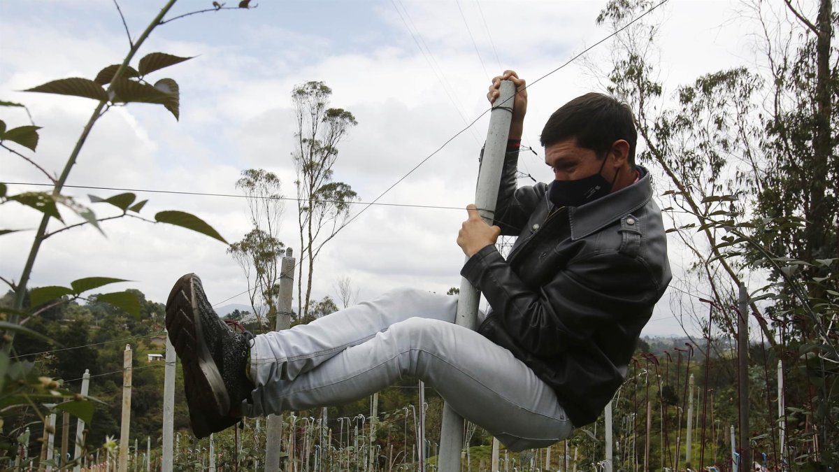 El ingeniero agropecuario Jonathan Hernández fue registrado al probar la resistencia de un ecotutor, en Rionegro (Colombia).