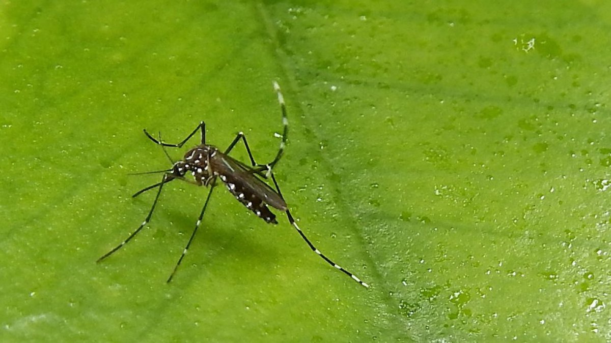 El mosquito transmisor del dengue.