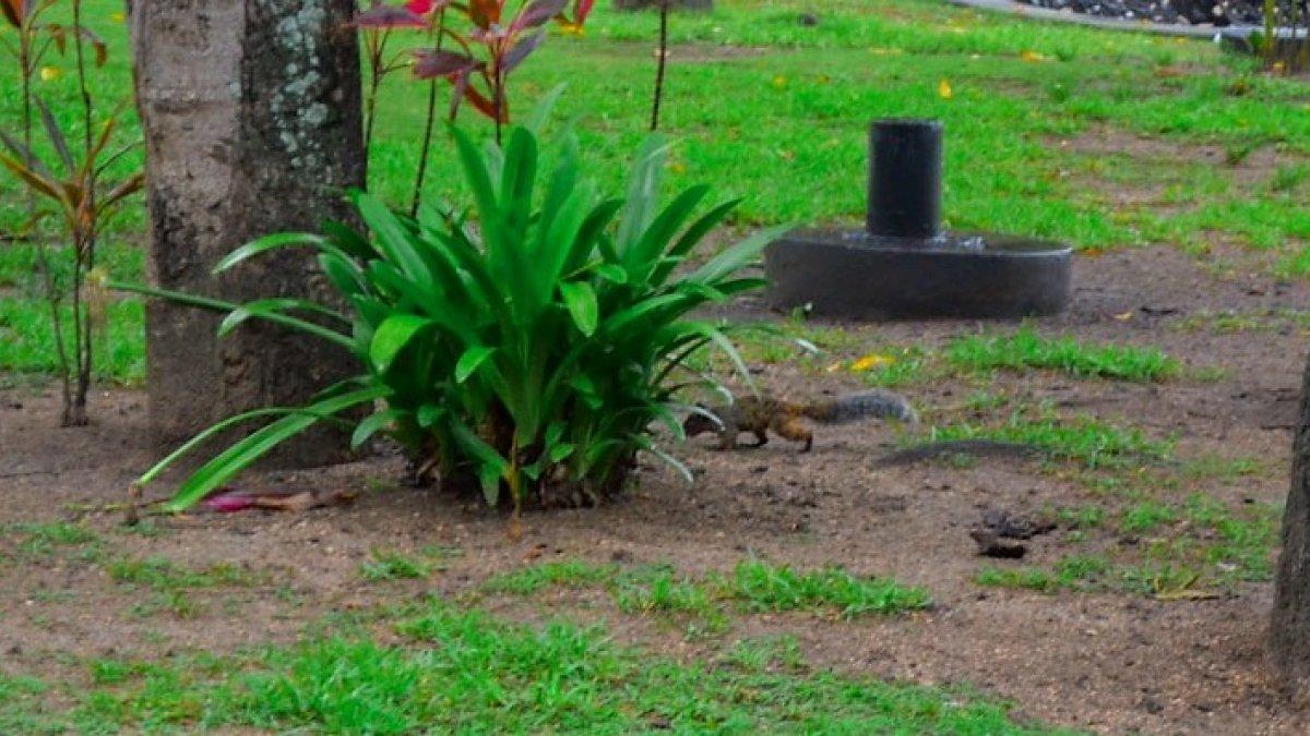 Por años, las ardillas circulan de forma libre por el lugar.