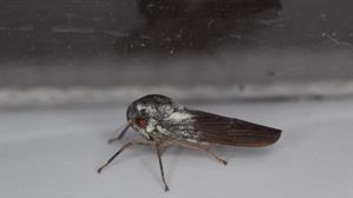 La nueva especie de chicharra, hallada al oeste de Uganda.