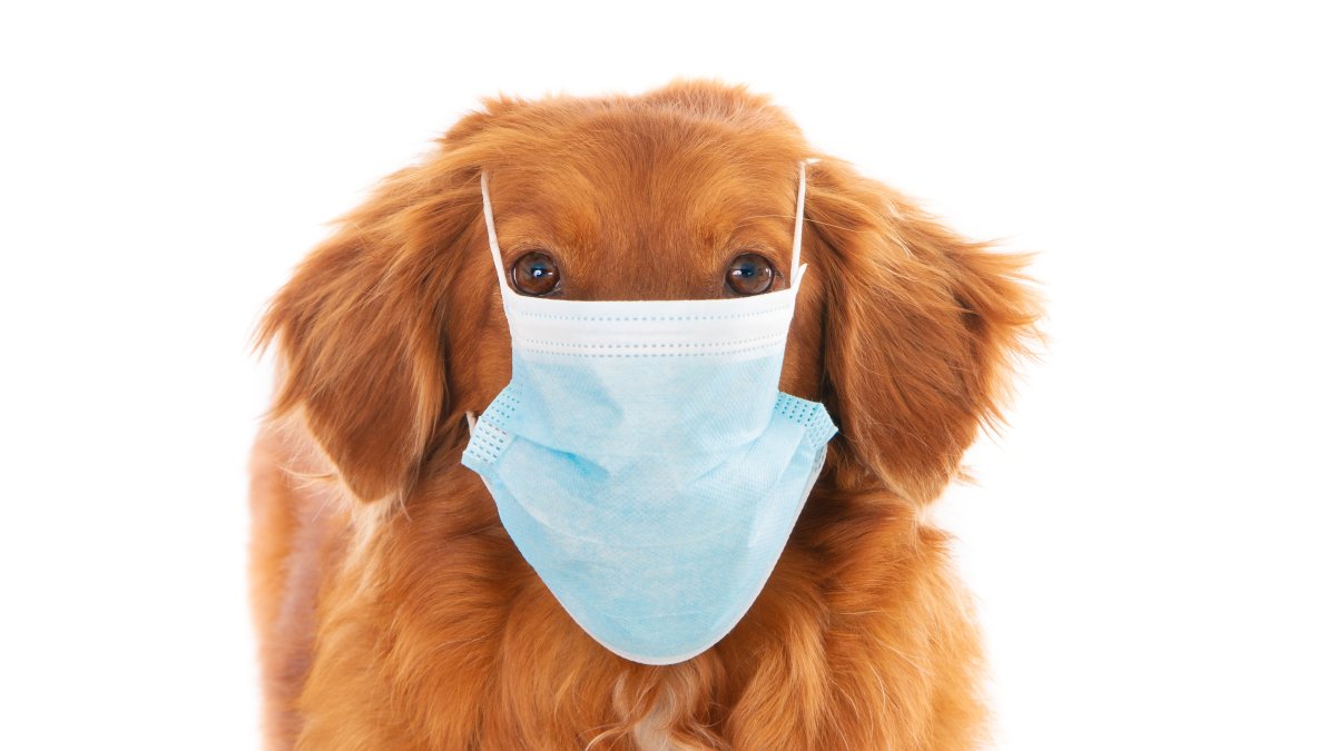 Las mascotas sí podrían contagiarse de COVID-19.