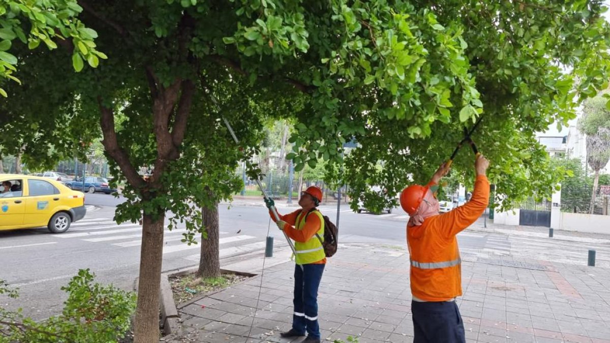 Trabajadores del Municipio se encargaron de fumigar los árboles