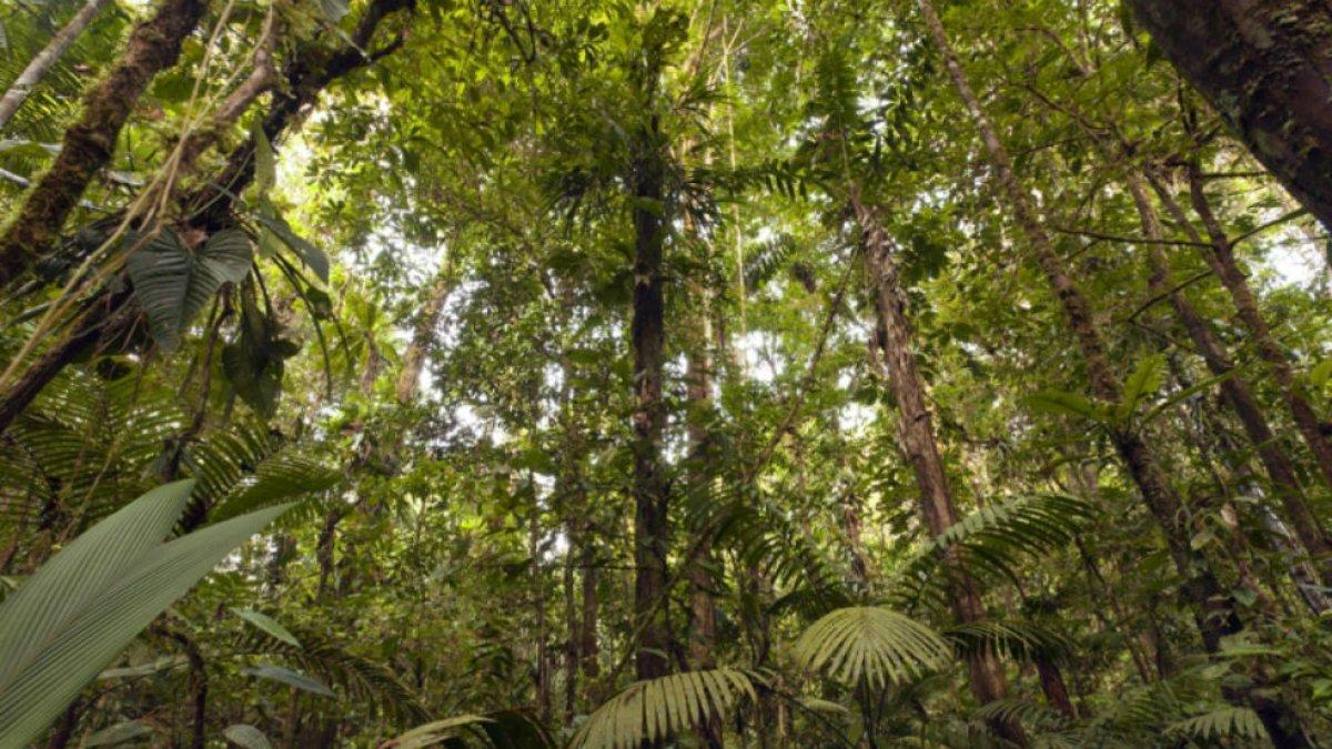 Entre las especies por descubrir podrían estar en praderas, sabanas y matorrales, y bosques tropicales y subtropicales de la Amazonia,