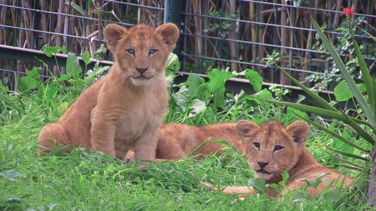 Dos de los cinco cachorros de león del Atlas. E