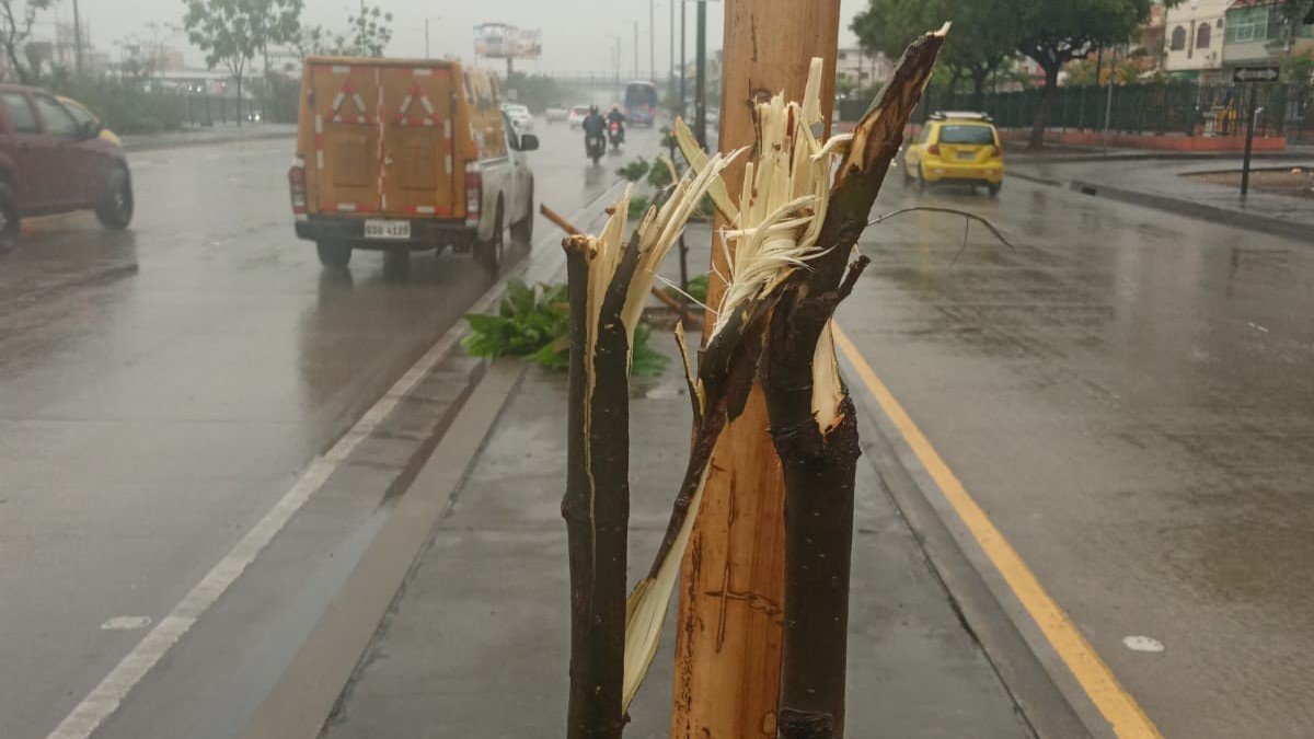 Este es el estado en el que quedaron doce especies plantadas sobre la avenida.