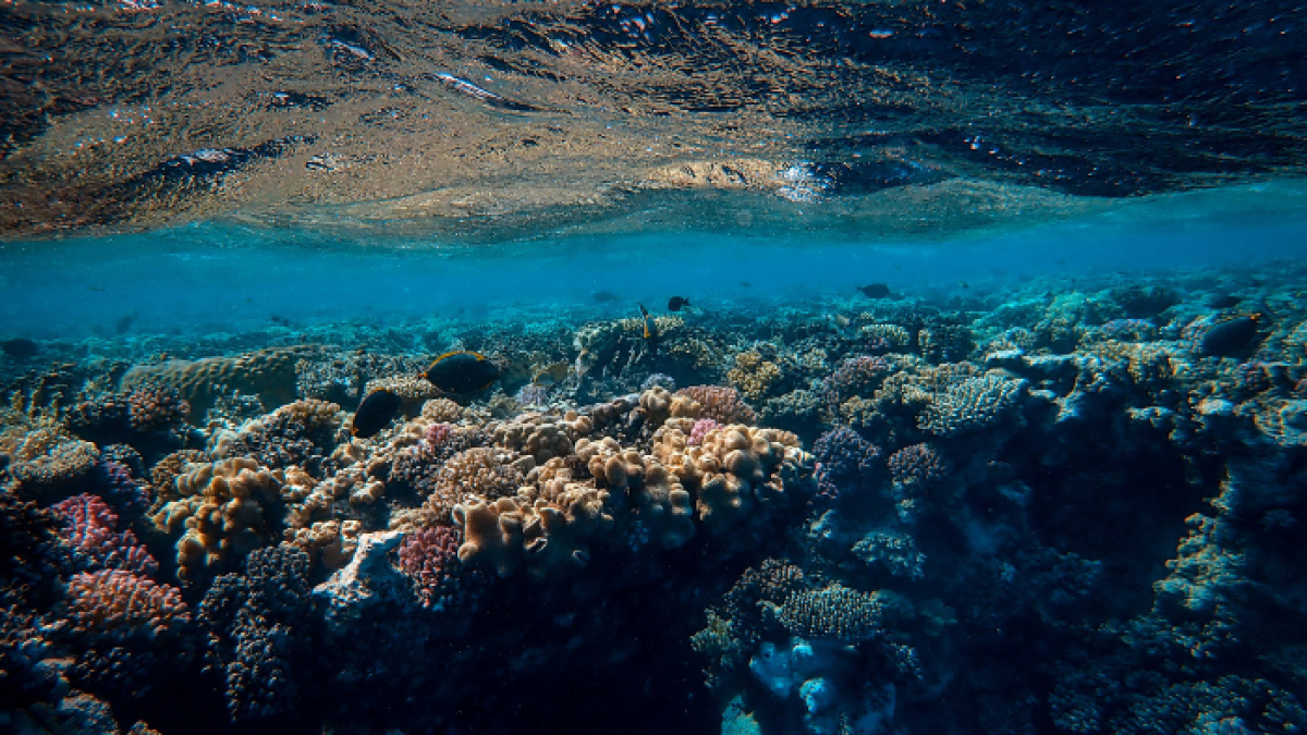 El aumento de las temperaturas oceánicas amenaza a los arrecifes de coral de todo el mundo