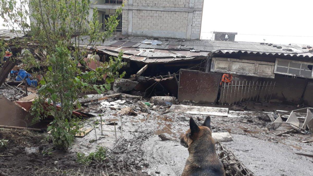 Espera. En la zona cero una mascota espera que rescaten a sus dueños.