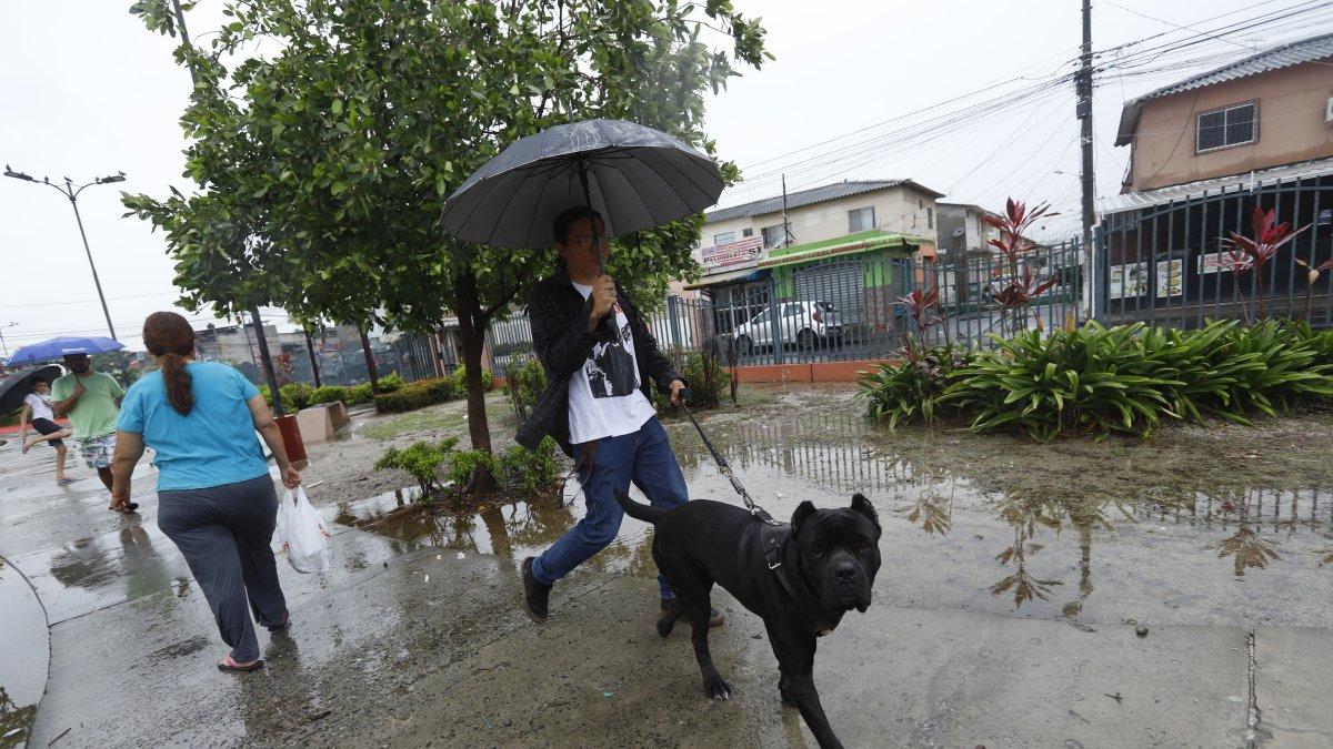 Referencial. Tanto los animales domésticos como los que se encuentran en situación de calle entrarán en la base de datos.