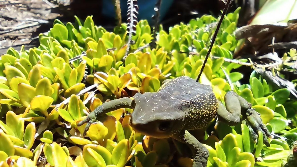 Una especie de rana de la zona rural del Azuay. Algunas especies están en peligro de extinción.