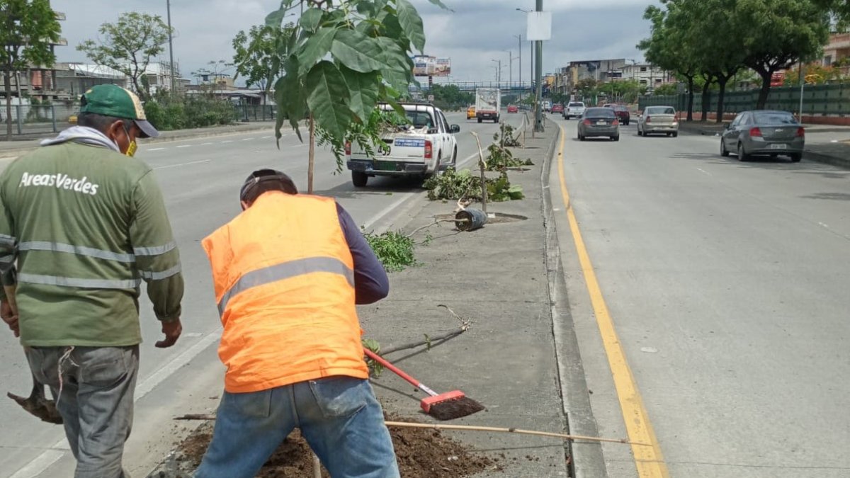 Las especies fueron plantadas este 3 de febrero en el sitio