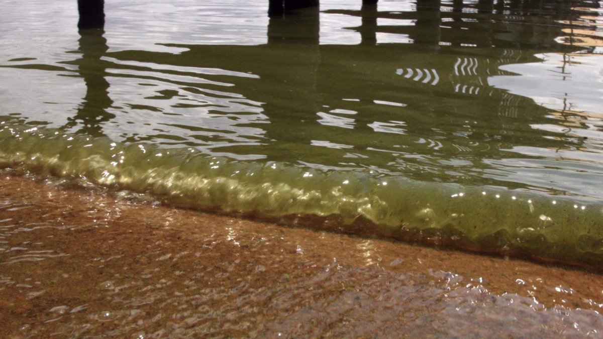 Imagen de archivo de agua contaminada por algas tóxicas. EFE/Andrés Cristaldo