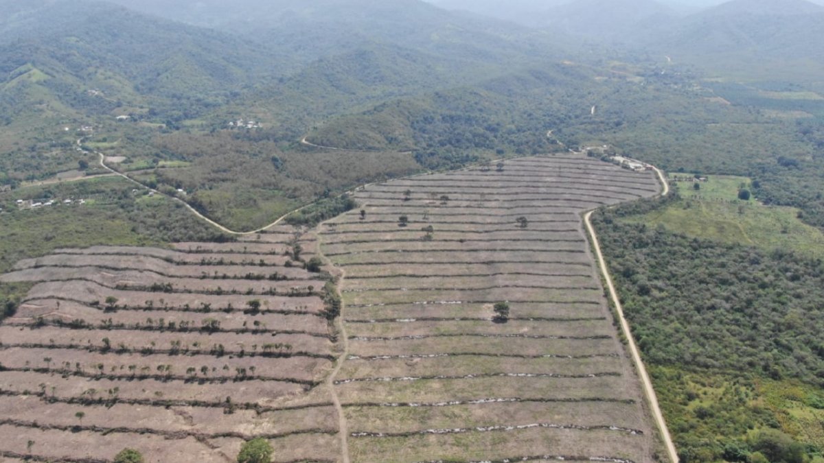 Daño. La tala ilegal en el Bosque de Vegetación Protector Cantagallo.