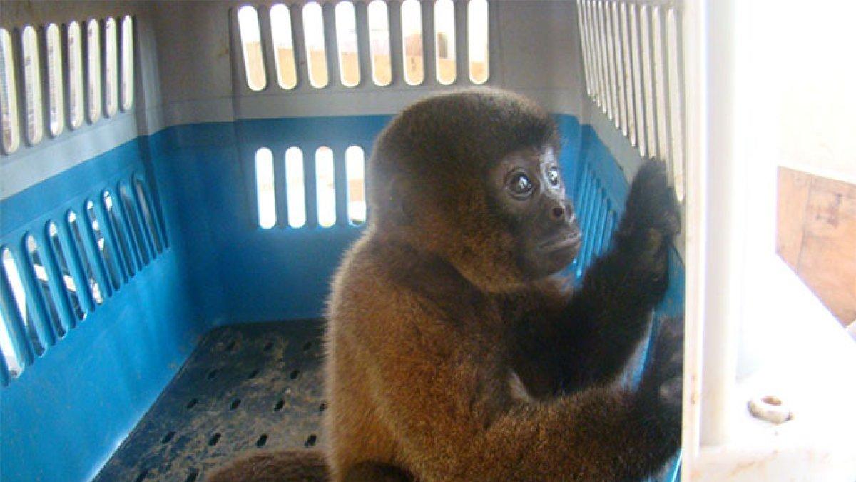 Caso. Estrellita convivió con humanos por 18 años y falleció en un zoológico luego de ser decomisada.