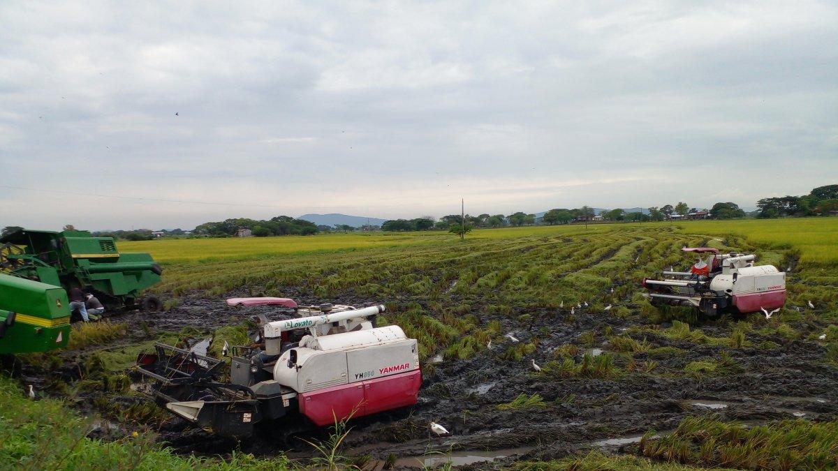 Trabajo Un grupo de maquinarias trabaja en un cultivo de arroz, en Santa Lucía, es la tecnología que los pequeños agricultores necesitan para que sus cultivos sean más productivos.