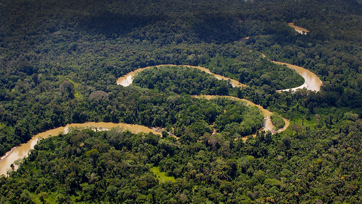 Con la Ayuda de organismos de Noruega se busca proteger los bosques amazónicos ecuatorianos.