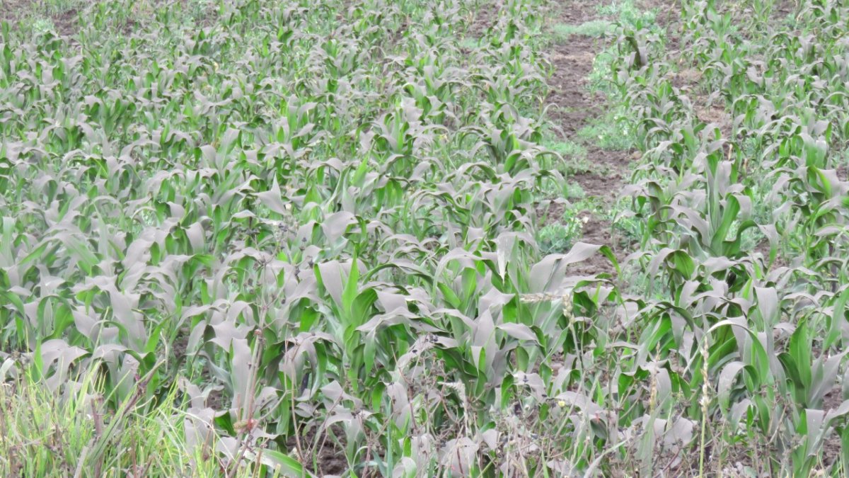 Sembríos de maíz y de todo tipo de alimentos corren el riesgo se perderse por la lluvia de ceniza