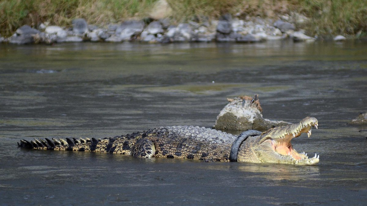 Imagen de archivo del cocodrilo enredado en un neumático de motocicleta en el río Palau, en Palu, Cebelés (Indonesia).