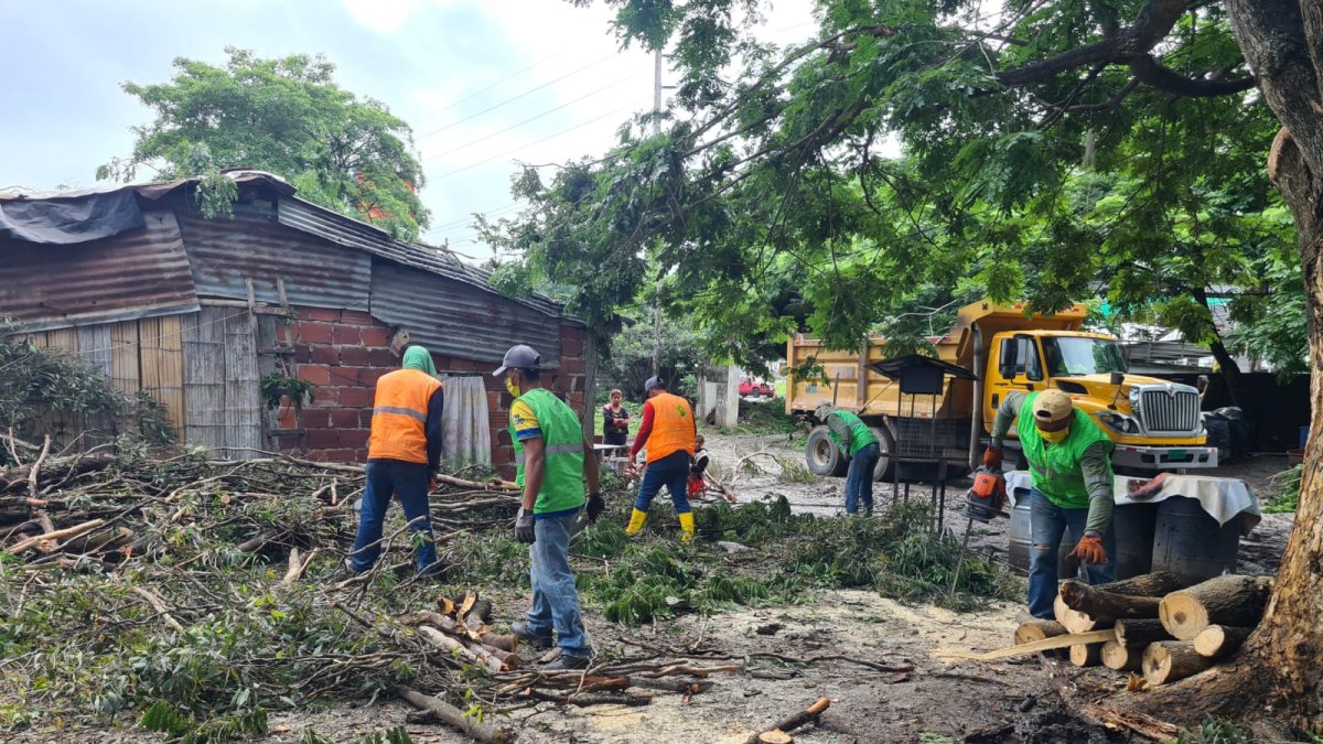Retiran Arbol Caido en Chongo