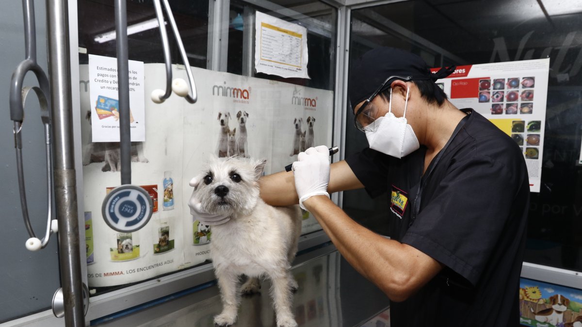 Atención. En la veterinaria Mascotas y Algo Más se atiende a un perro que tiene el seguro Petsafe.