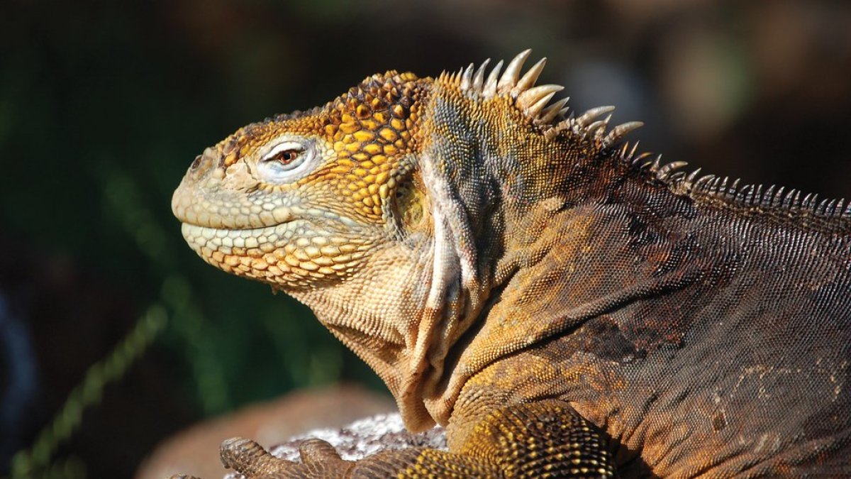 Decisión. La Corte Constitucional equipara los derechos de los animales con los ya otorgados a la naturaleza.