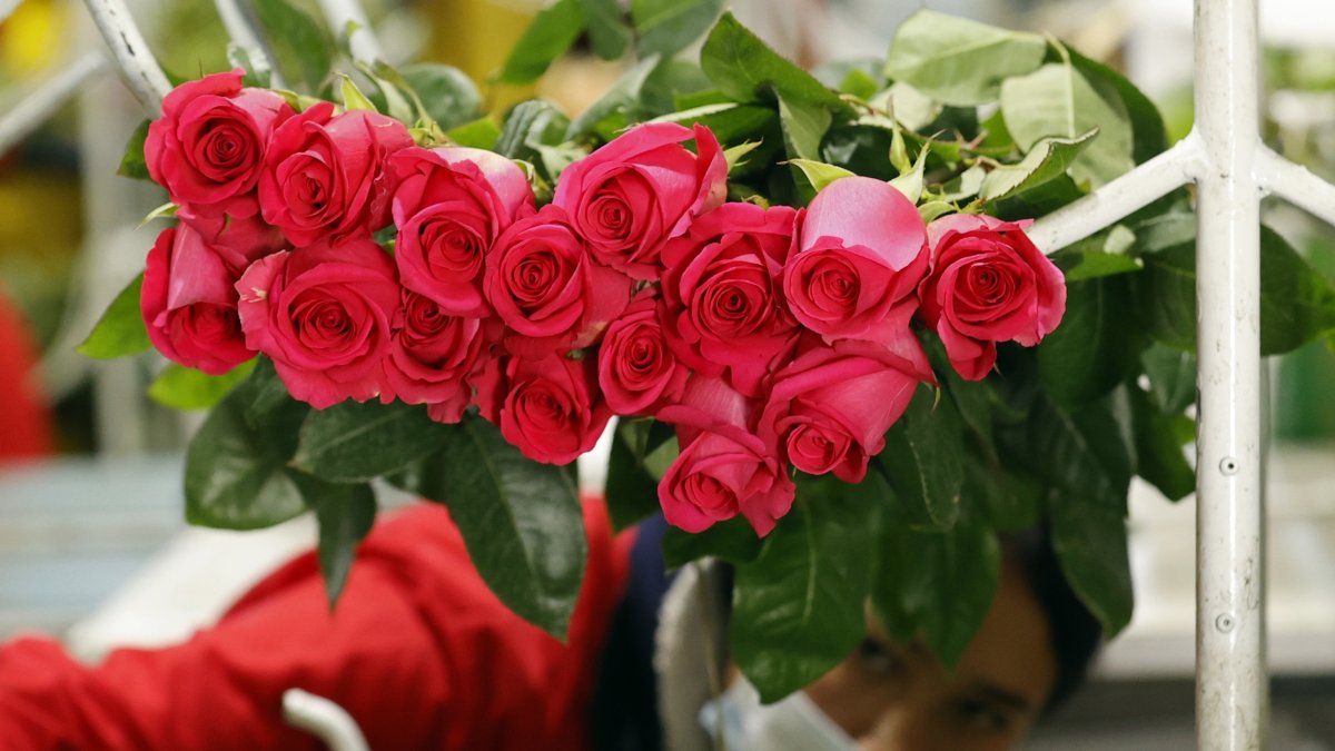 Una mujer corta flores para San Valentín en la empresa El Redil, ubicada en Nemocón (Colombia). Un sector del campo colombiano en el que predomina la mano de obra femenina Dueñas Castañeda