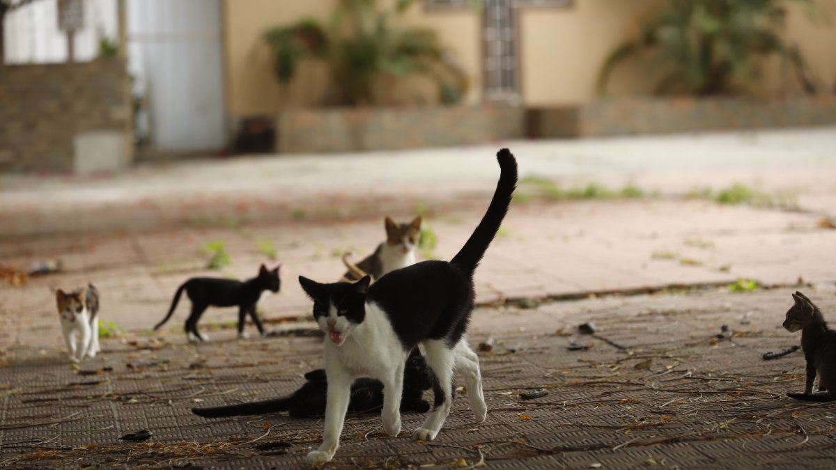 Censo. La dirección de Bienestar Animal anunció el conteo de animales de casa y de los que deambulan en calles.