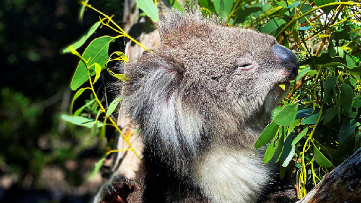Un koala en el Parque de Vida Salvaje Cleland de Adelaida,donde se encuentan los 28 koalas jóvenes que fueron rescatados de los incendios forestales del 